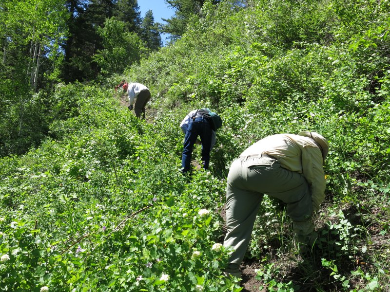 Clearing the trail